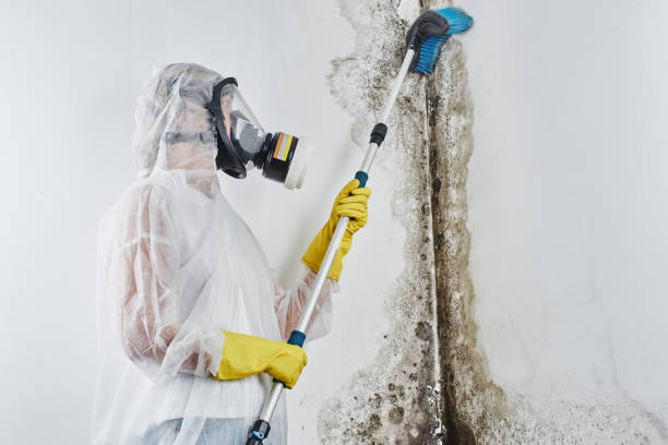 Quitman, GA Mold Inspection, Removal & Remediation Company